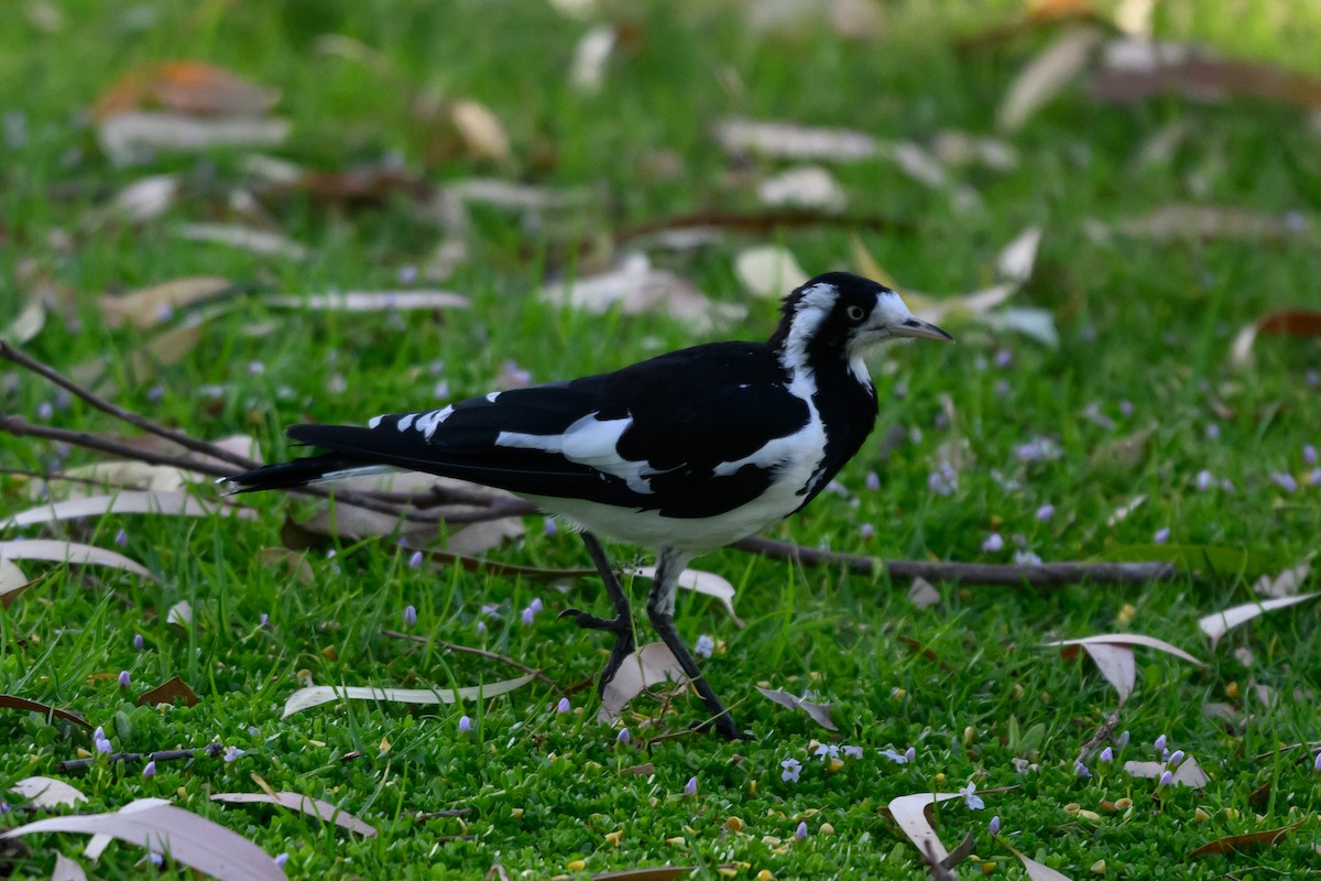 ツチスドリ - ML646928477