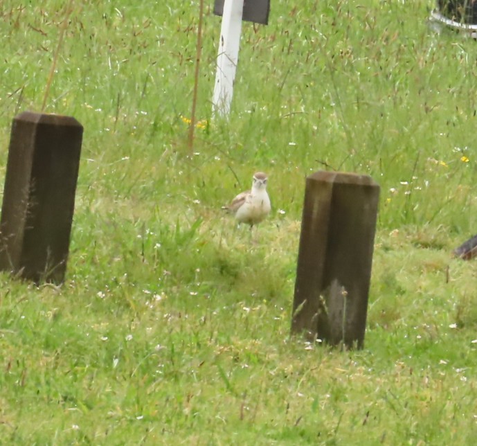 Red-breasted Dotterel - ML646928478
