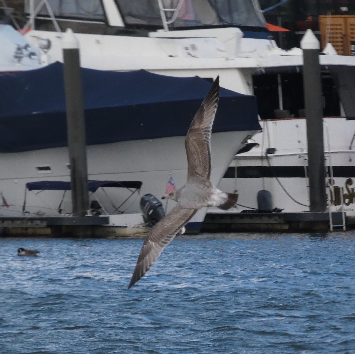 Gaviota Argéntea Americana - ML646928479