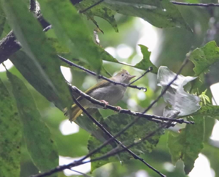 アオチメドリ - ML646928480