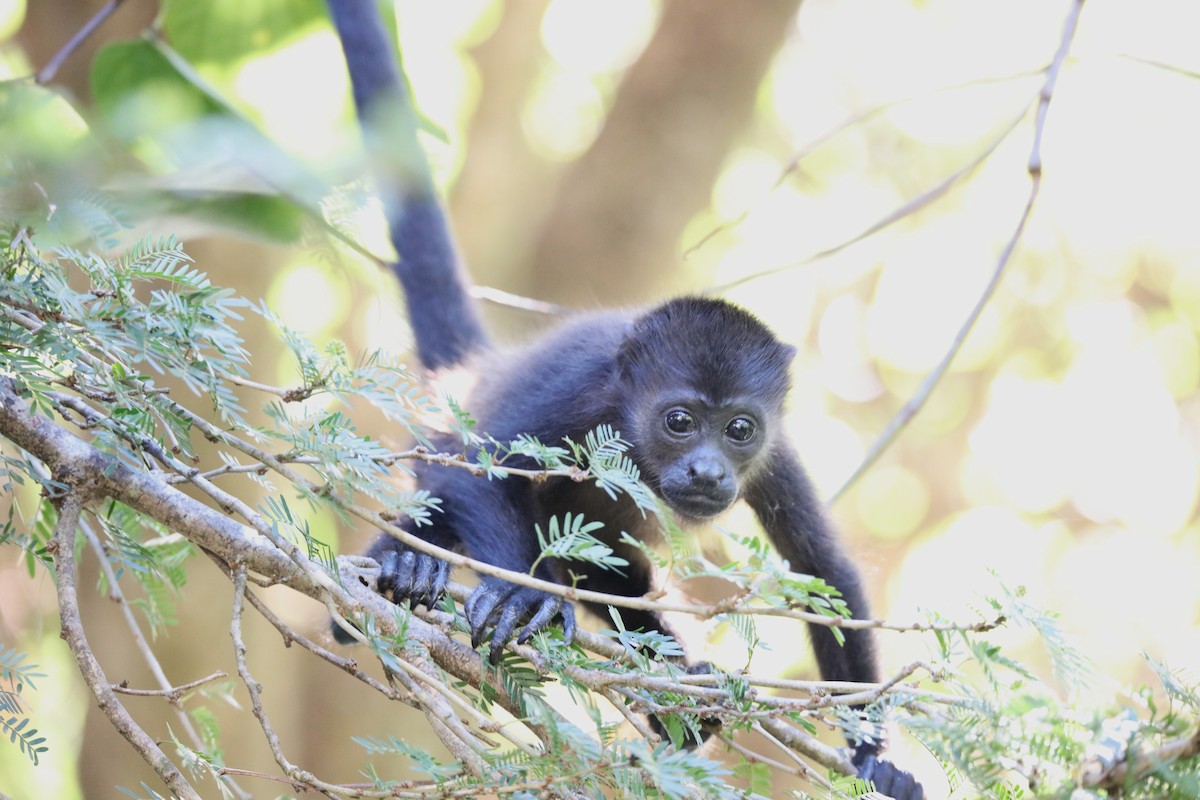 Mantled Howler Monkey - ML646928484