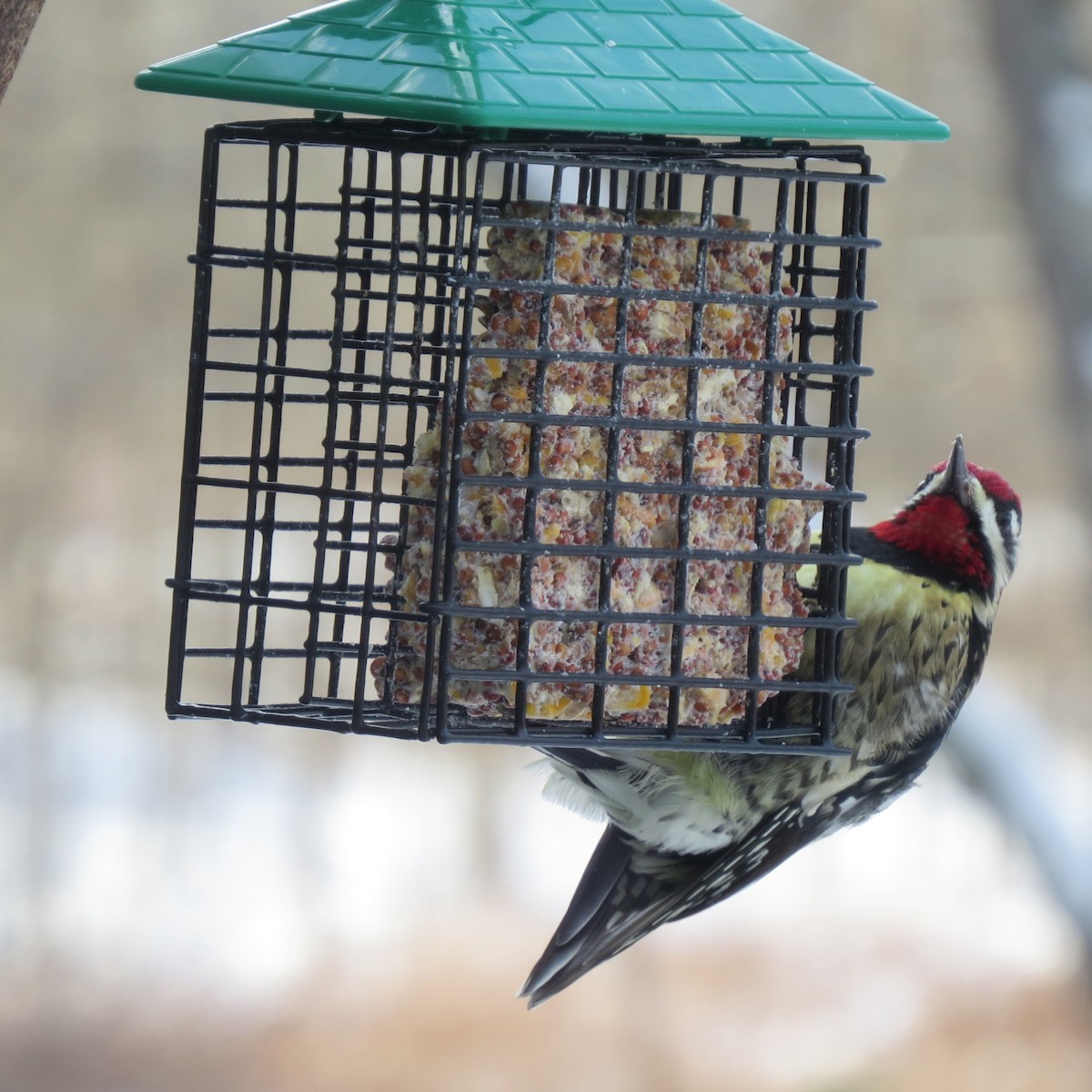 נקר צהוב-בטן - ML646928497