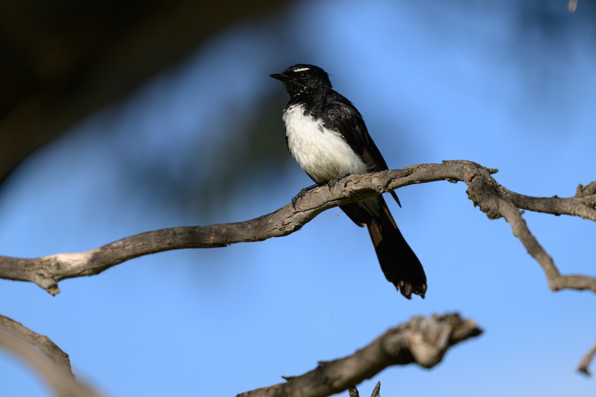 ヨコフリオウギビタキ - ML646928502