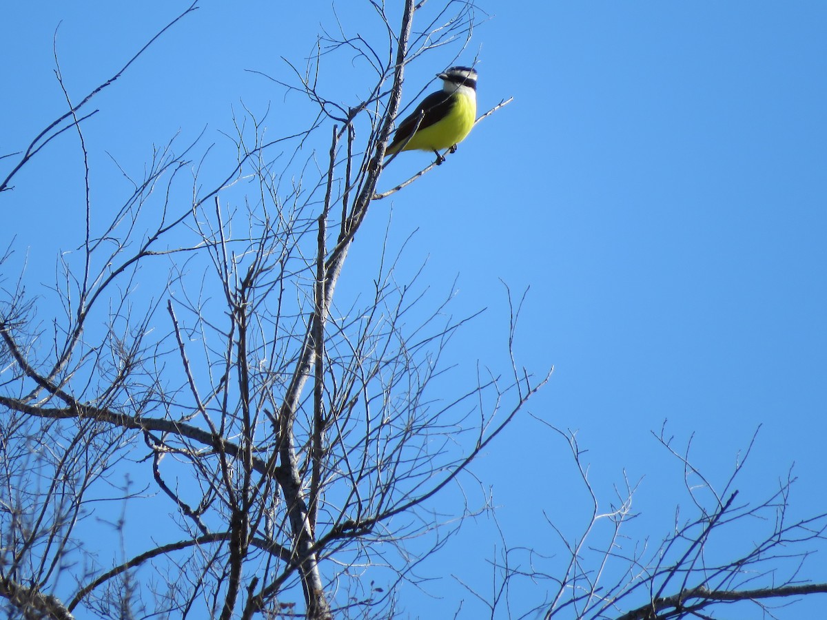 Great Kiskadee - ML646928509