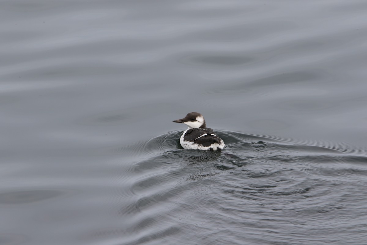 alkoun úzkozobý - ML646928519