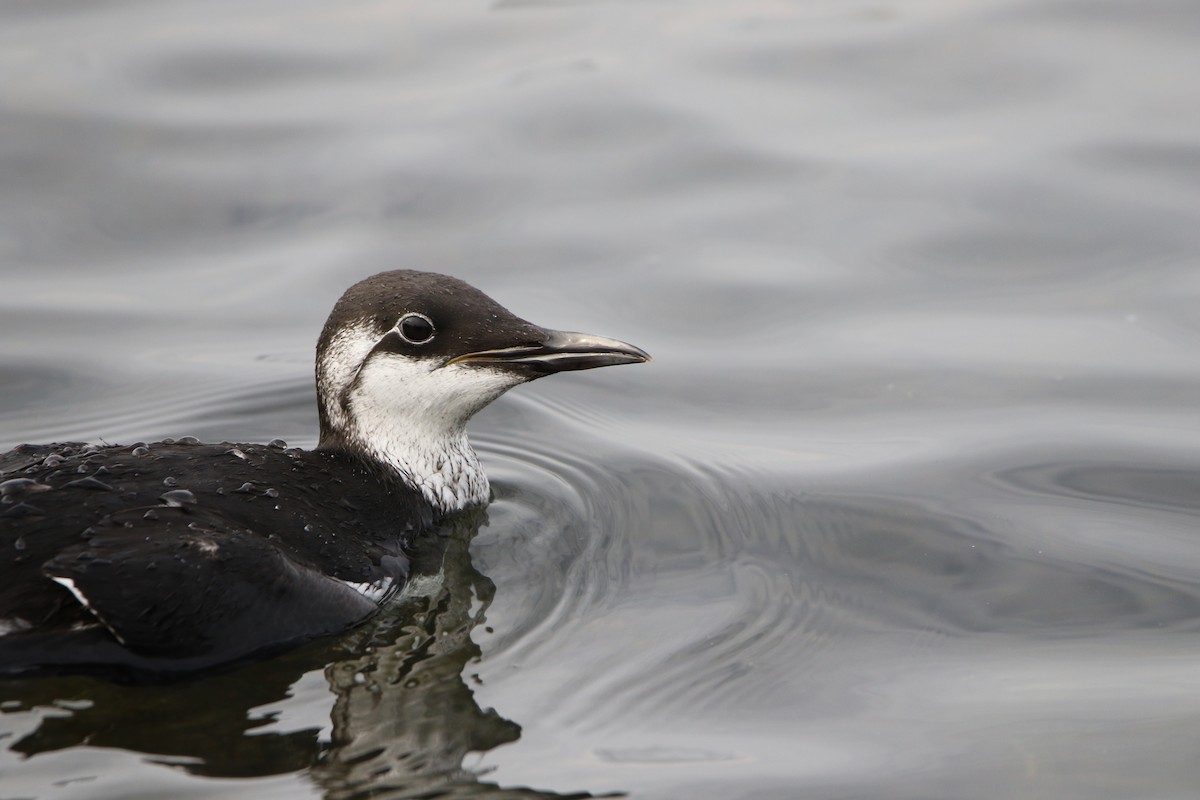 alkoun úzkozobý - ML646928520