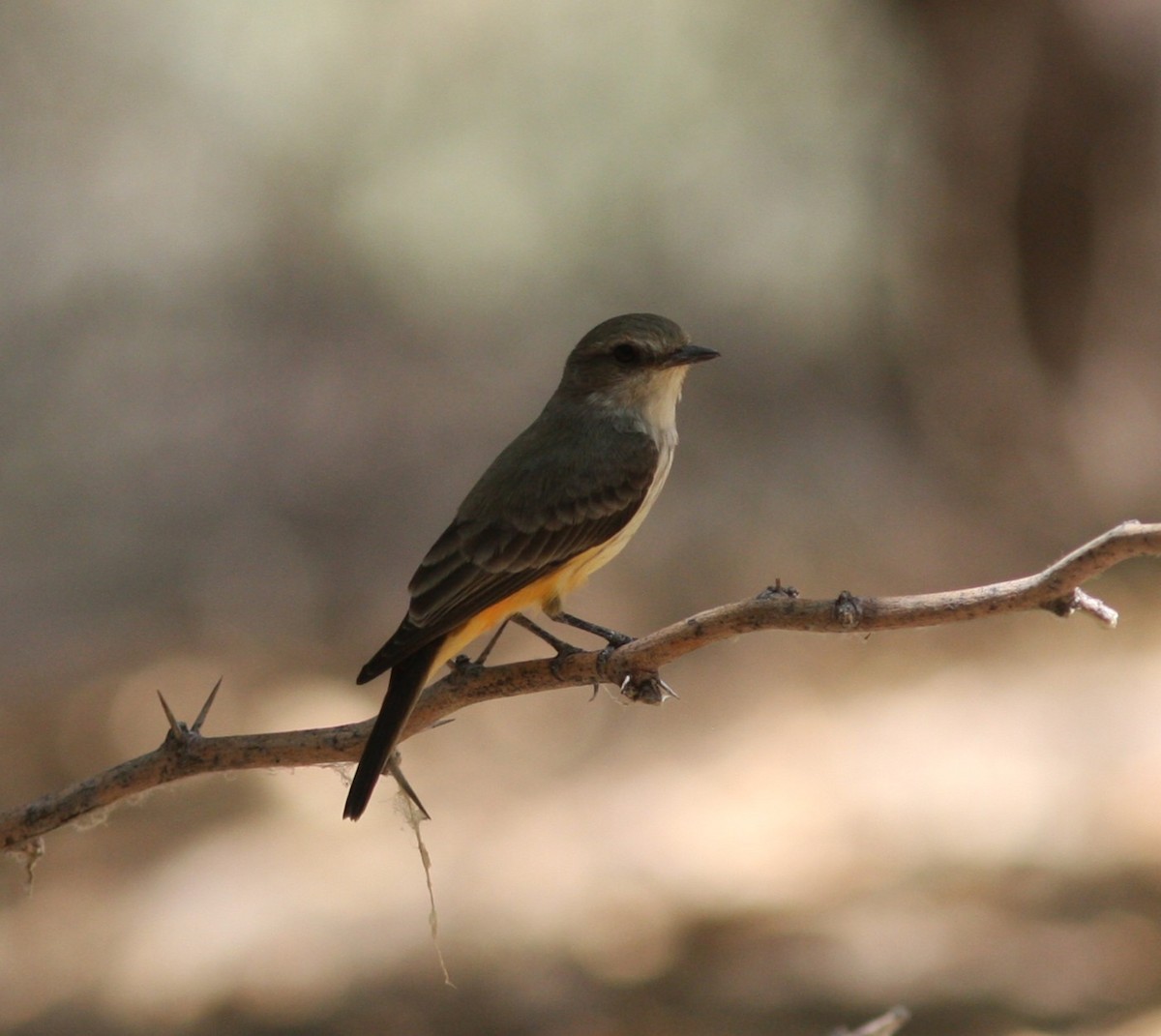 Vermilion Flycatcher - ML646928529
