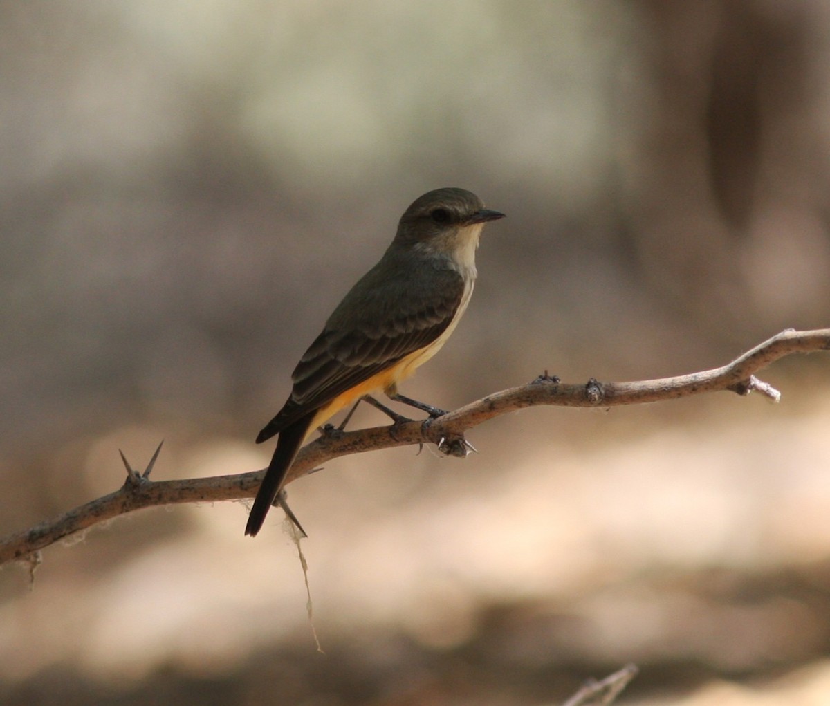 Vermilion Flycatcher - ML646928530