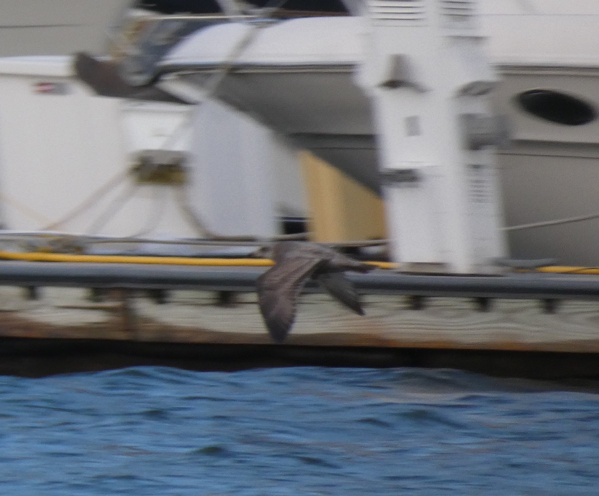 Gaviota Argéntea Americana - ML646928533