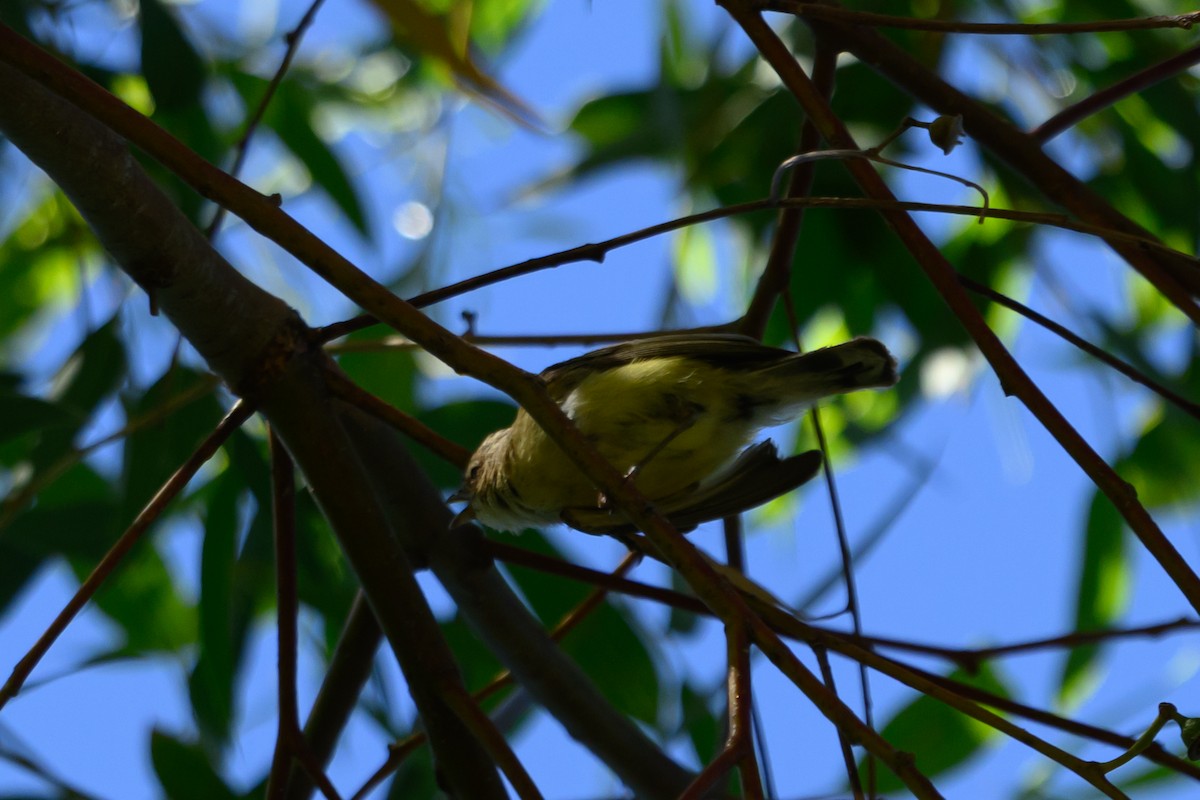 コバシムシクイ - ML646928540