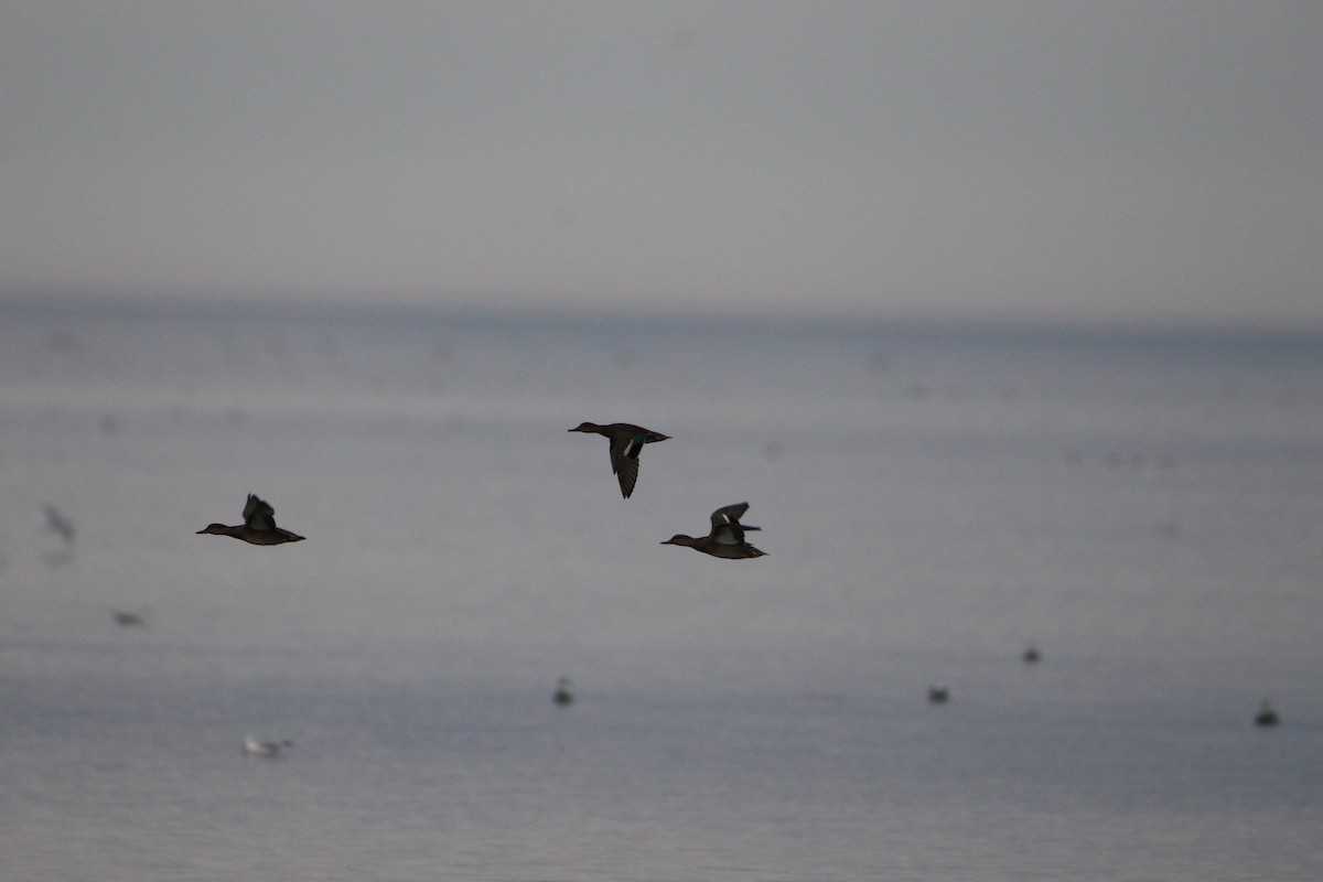 čírka obecná (ssp. crecca) - ML646928541