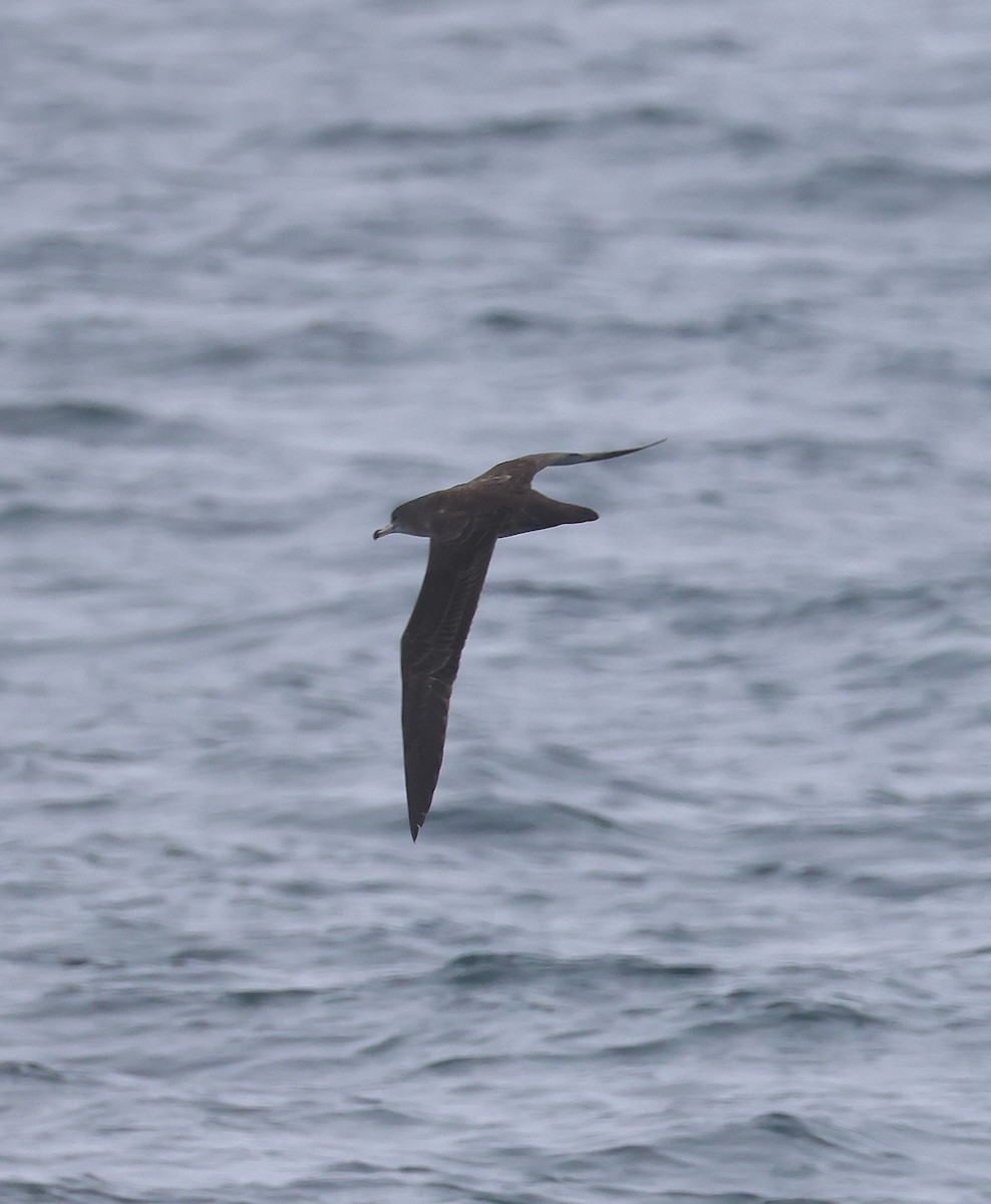 Pink-footed Shearwater - ML646928545