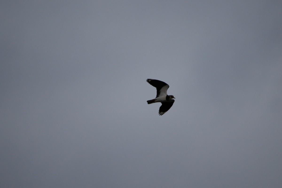 čejka chocholatá - ML646928547