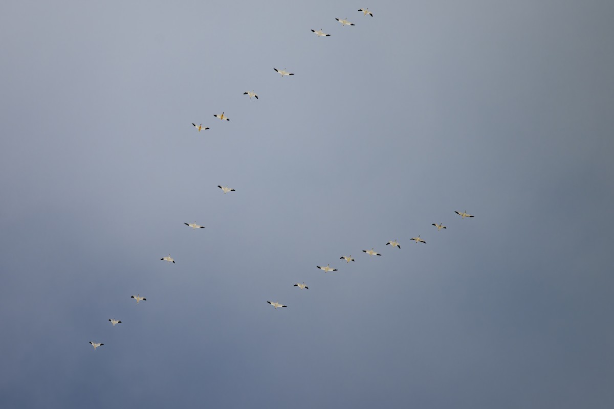 husa sněžní - ML646928548