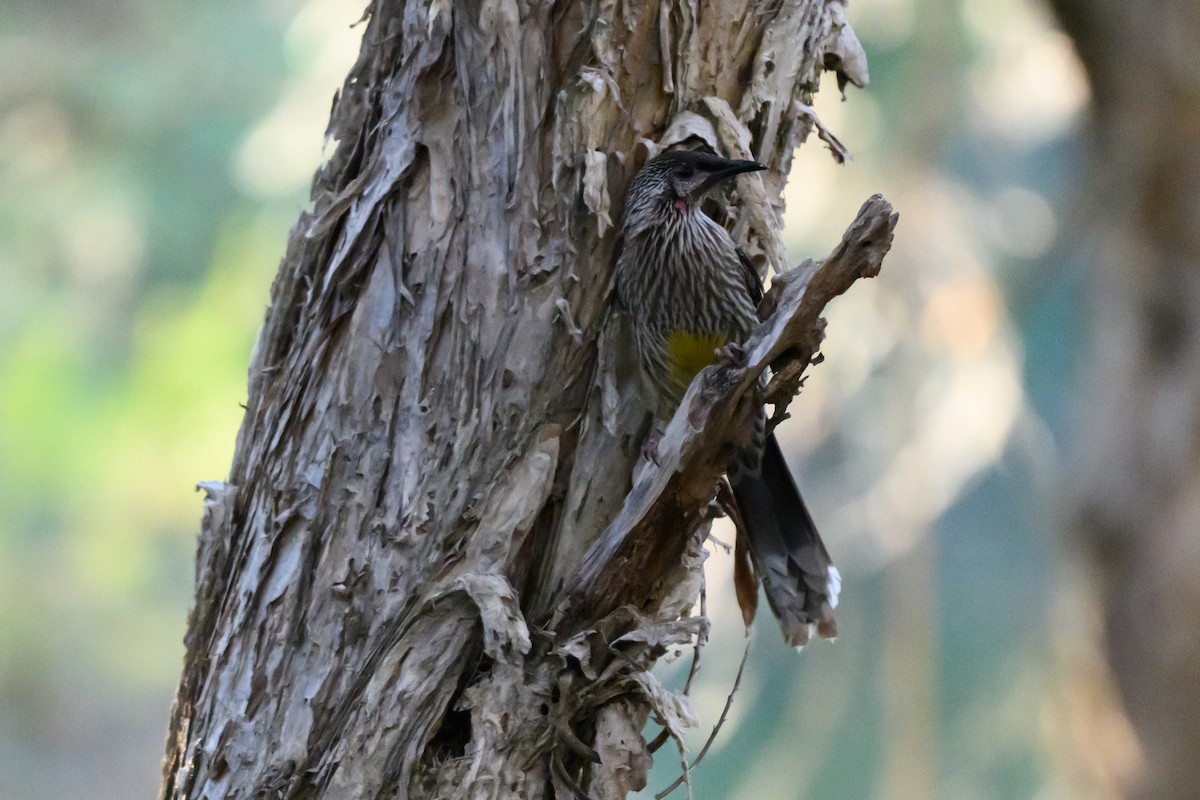 laločnatka jihoaustralská - ML646928554