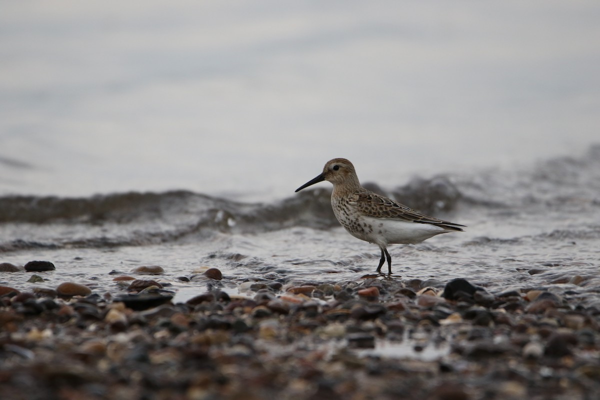 jespák obecný - ML646928557