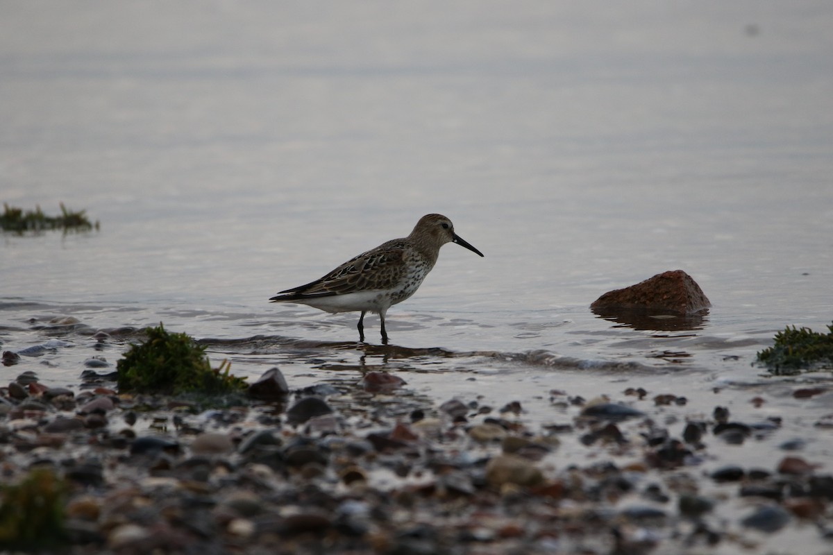 jespák obecný - ML646928558