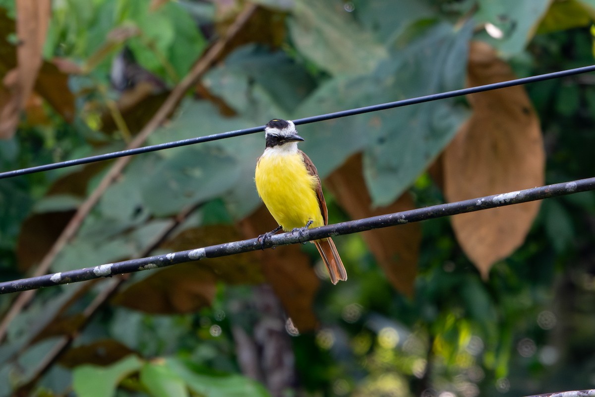 Great Kiskadee - ML646928559