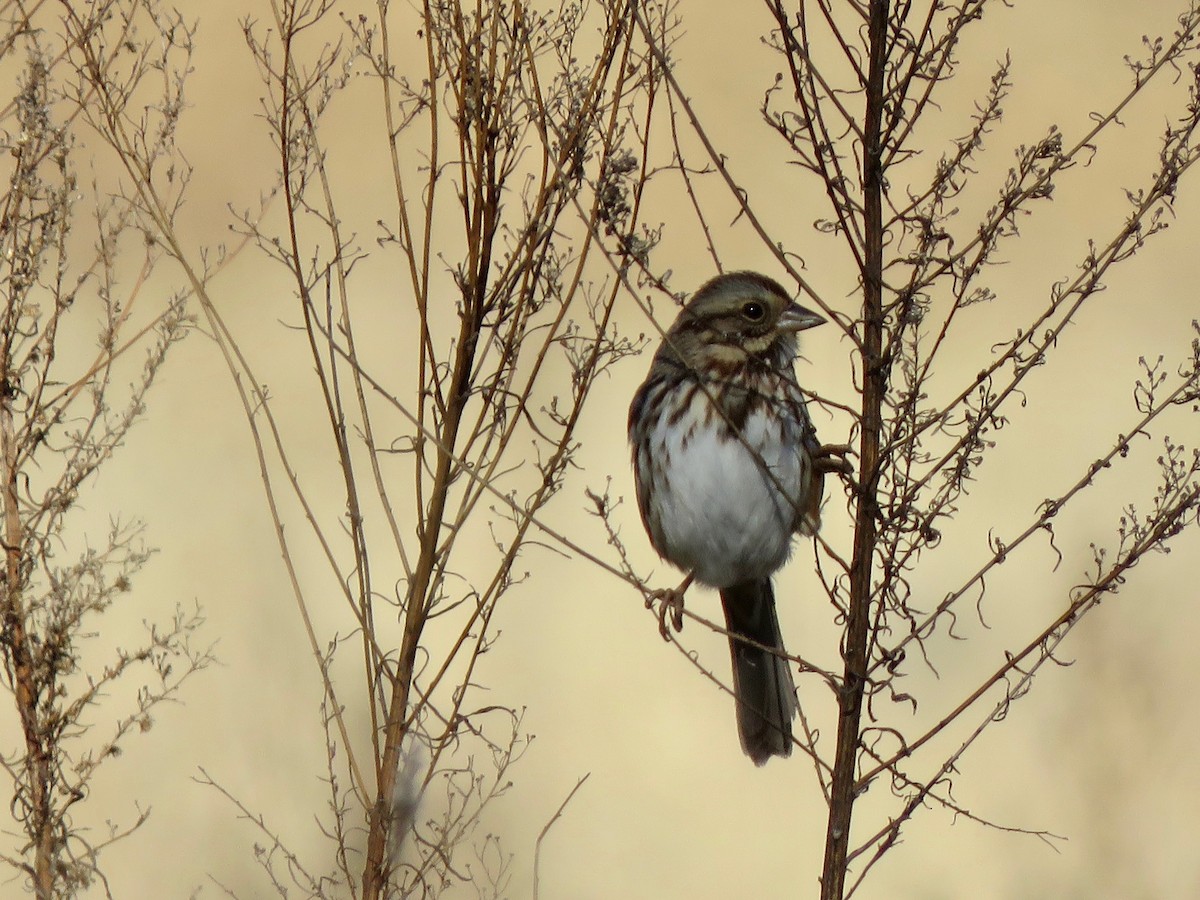 Song Sparrow - ML646928564