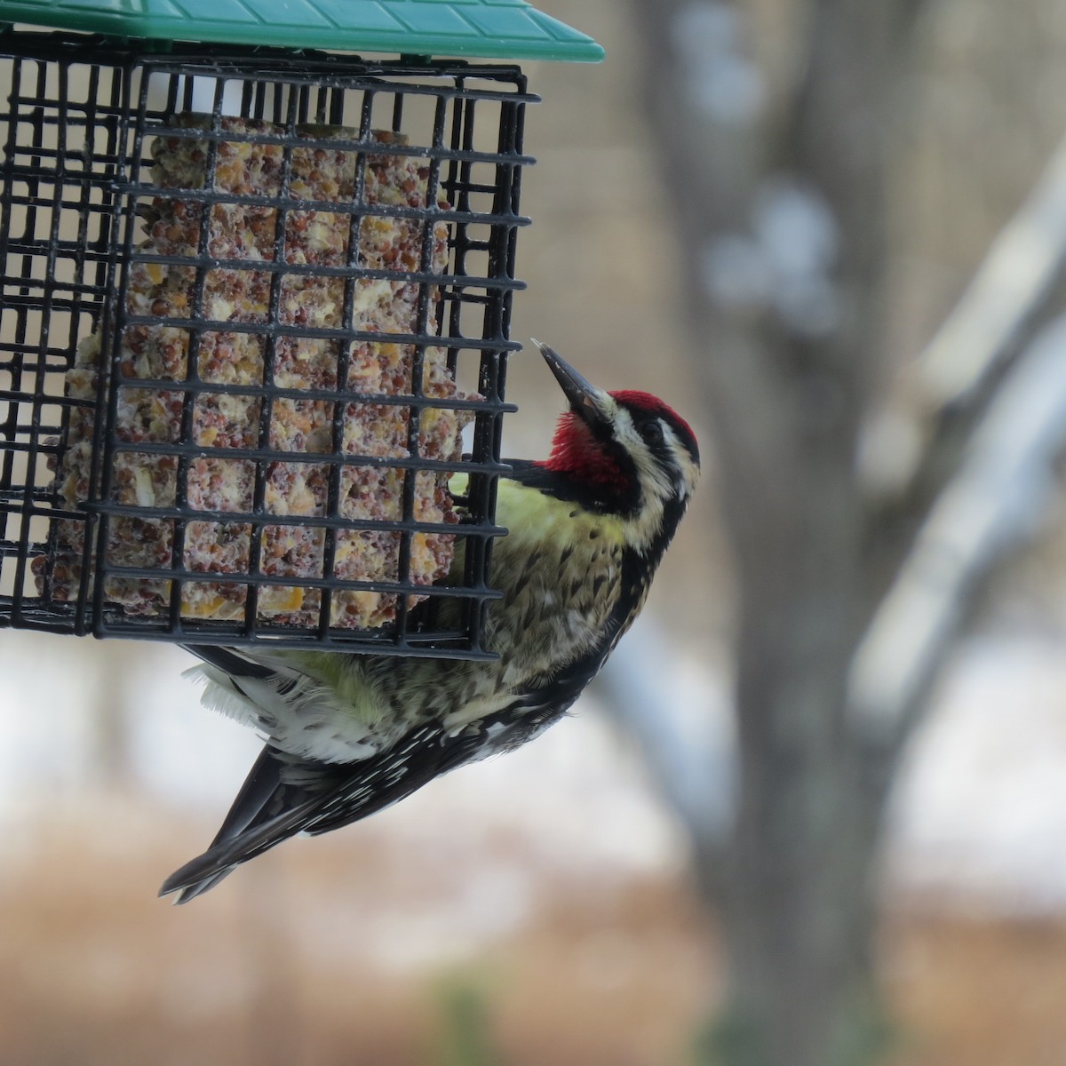 datel rudohrdlý - ML646928568