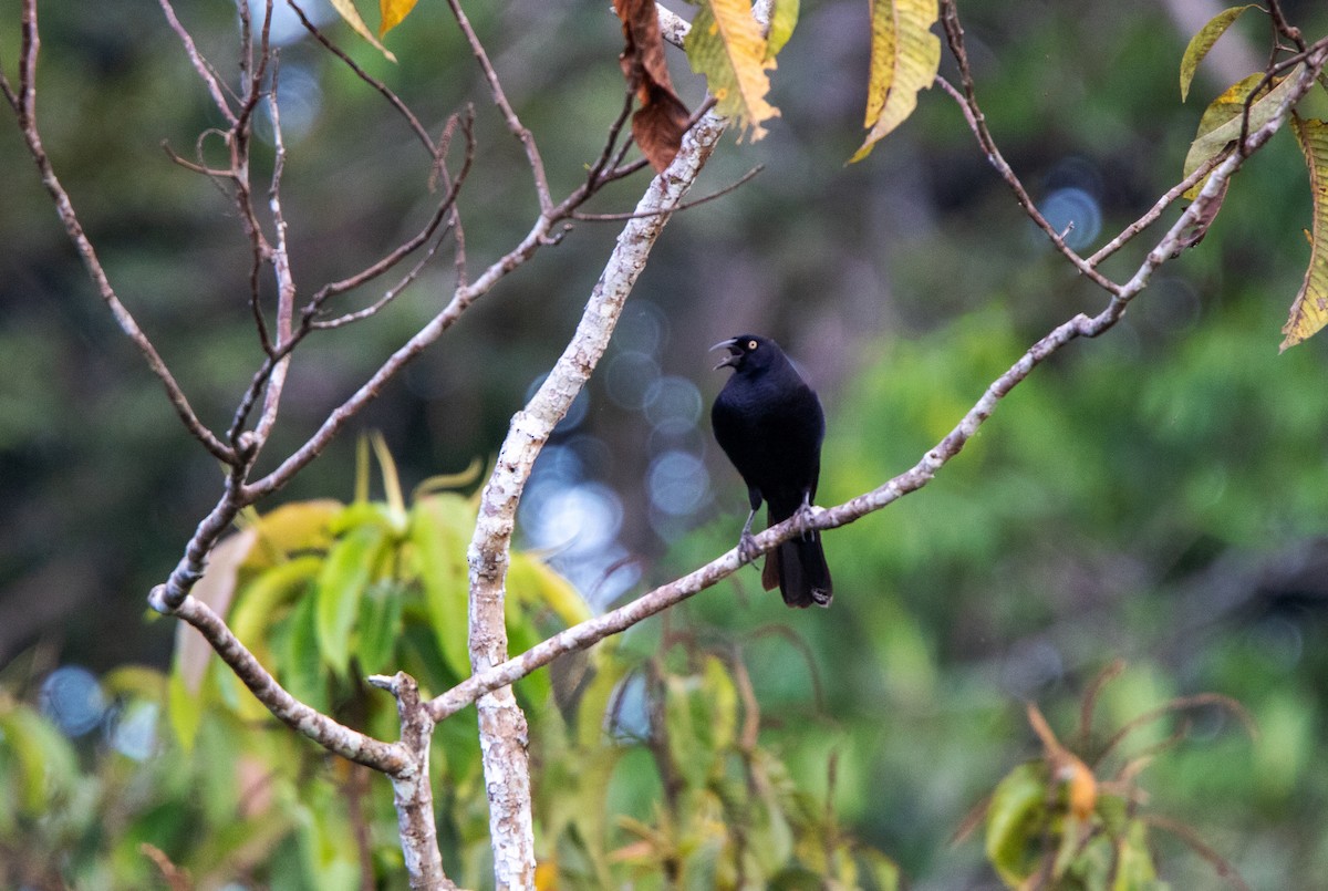 Giant Cowbird - ML646928569