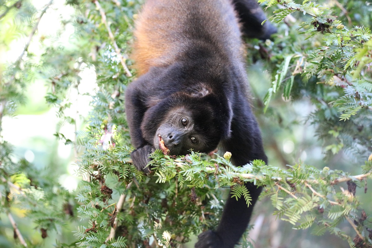 Mantled Howler Monkey - ML646928570