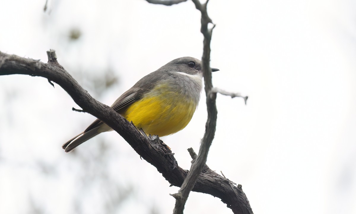 lejsčík šedoprsý - ML646928571