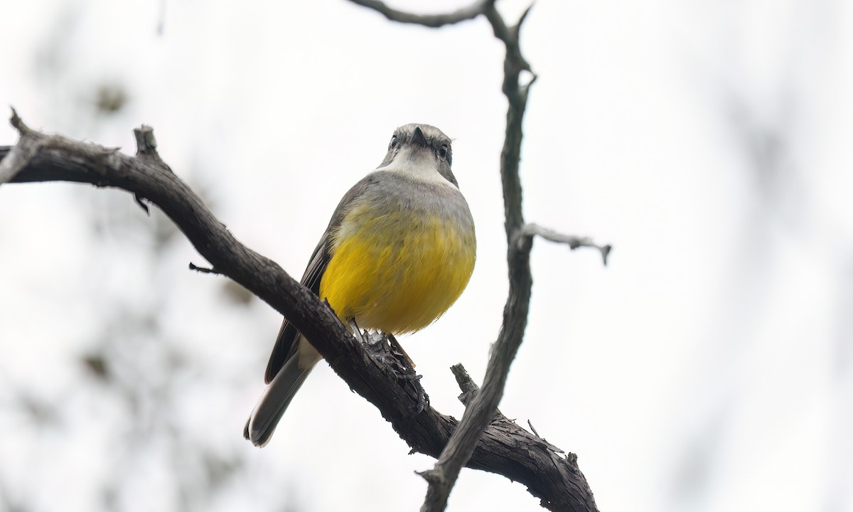 lejsčík šedoprsý - ML646928572