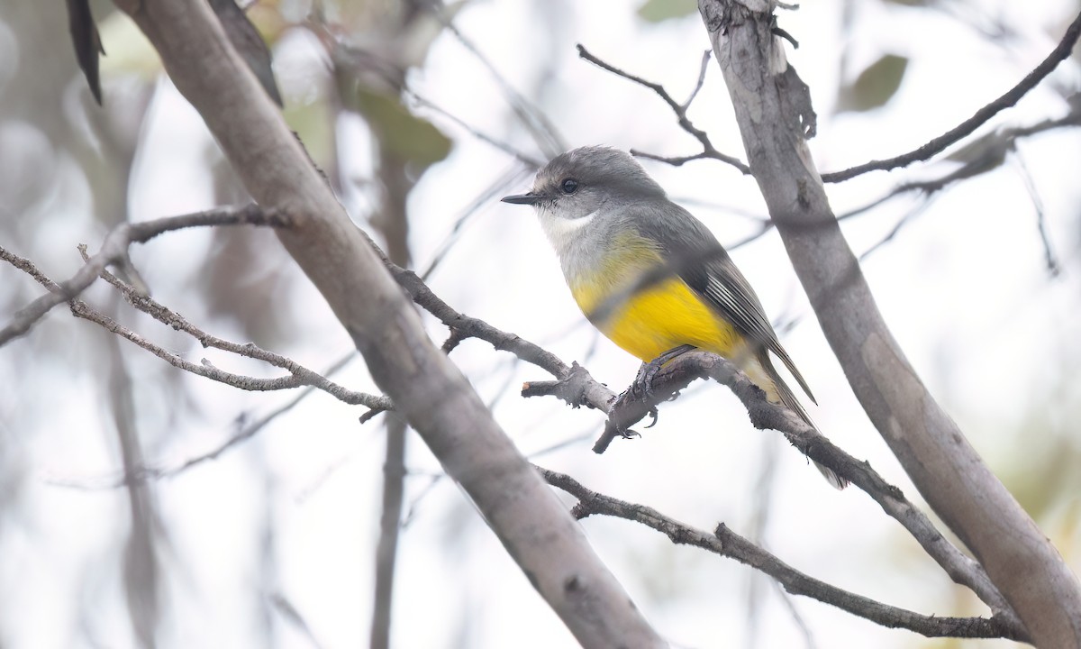 lejsčík šedoprsý - ML646928573