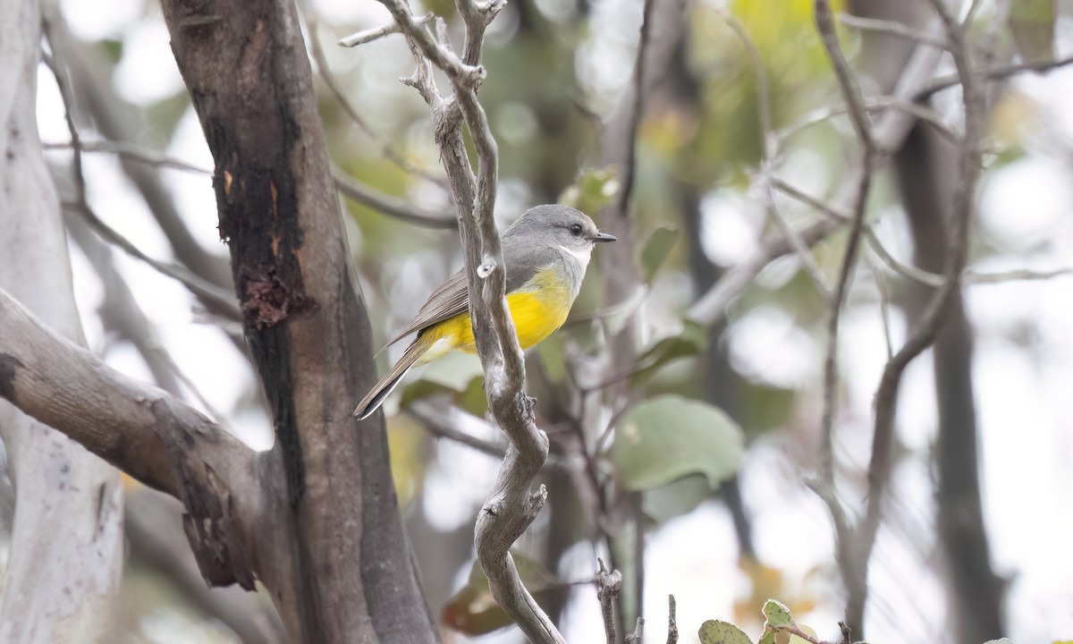 lejsčík šedoprsý - ML646928574