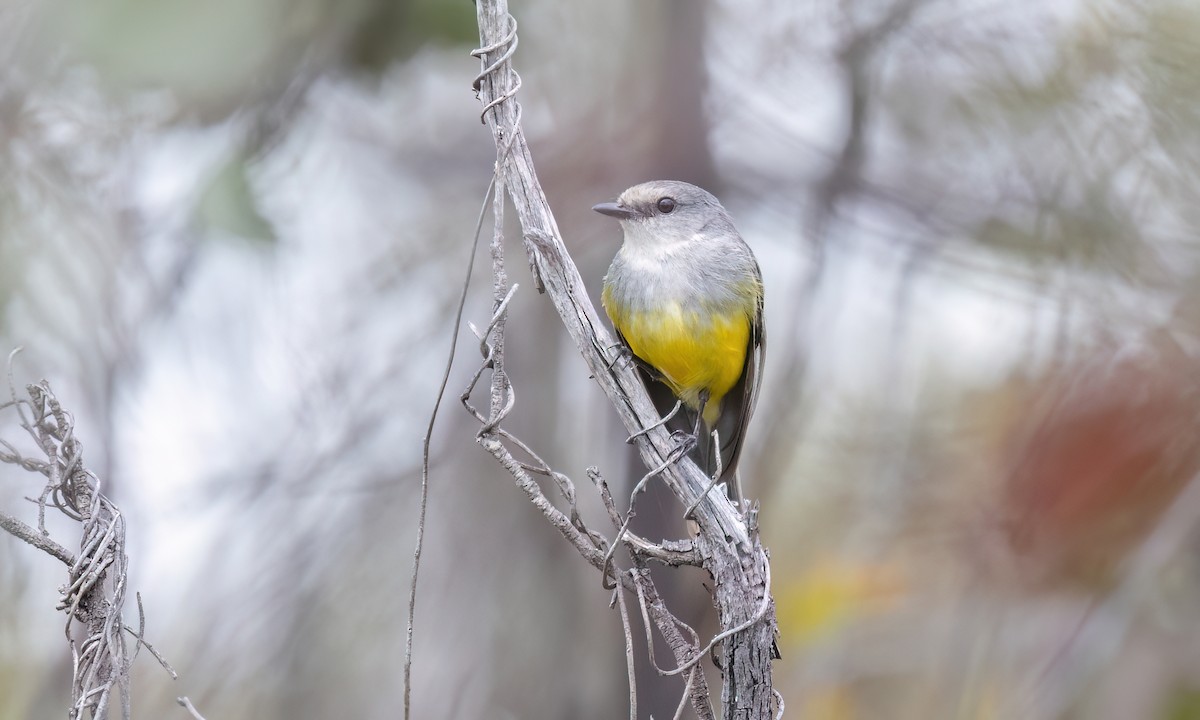 lejsčík šedoprsý - ML646928575