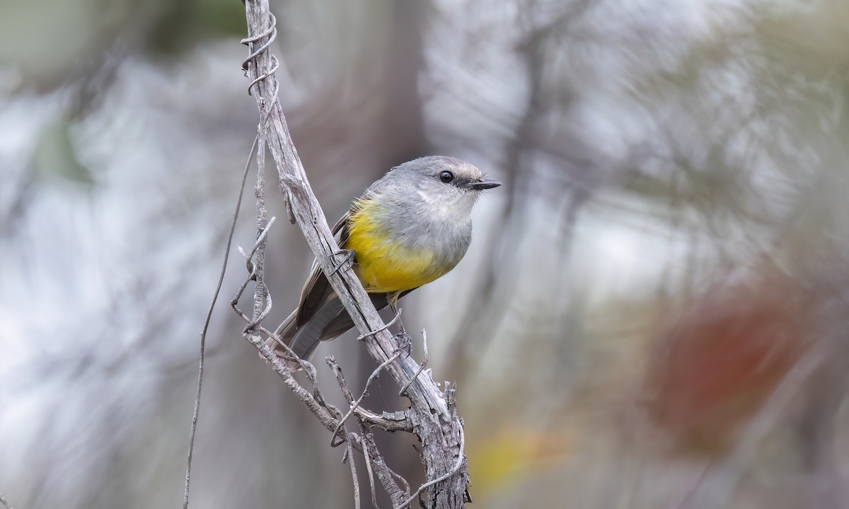 lejsčík šedoprsý - ML646928576