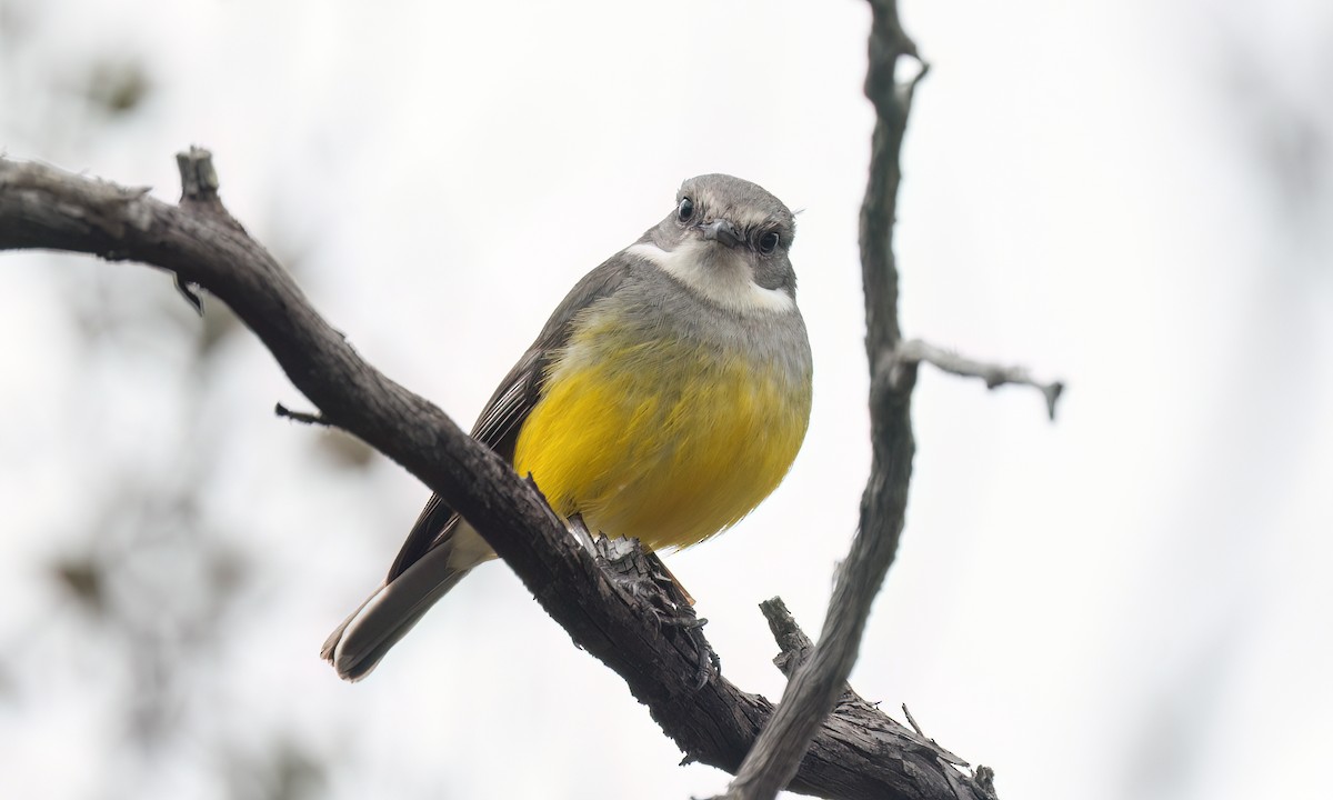 lejsčík šedoprsý - ML646928577