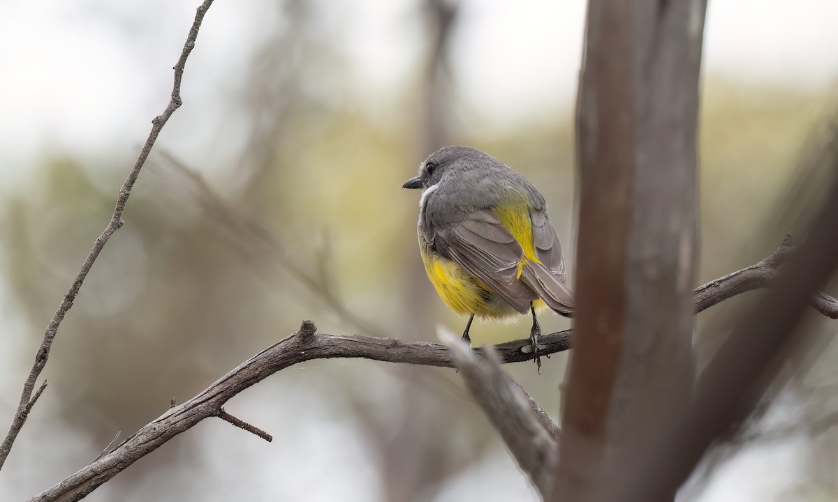 lejsčík šedoprsý - ML646928578