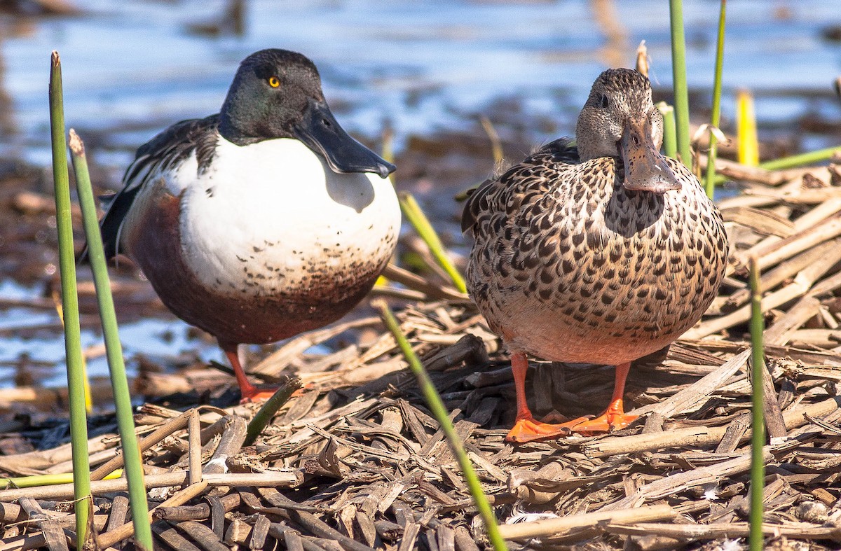 lžičák pestrý - ML646928580