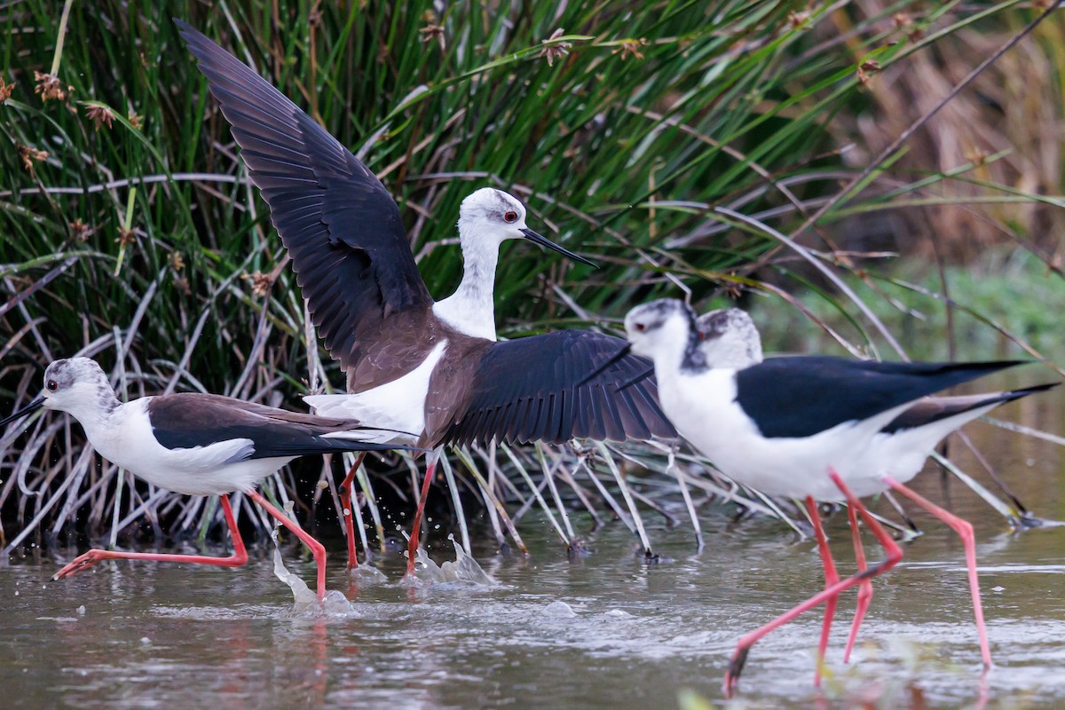 pisila čáponohá - ML646928581