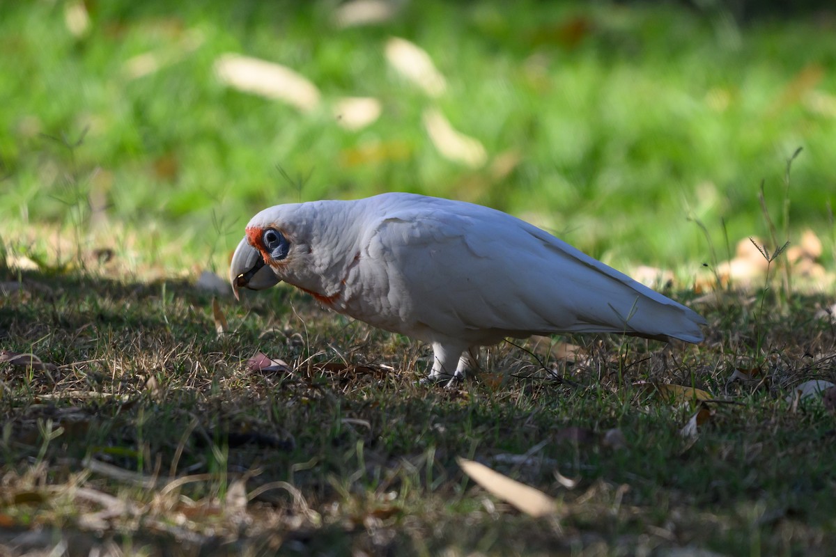 テンジクバタン - ML646928583