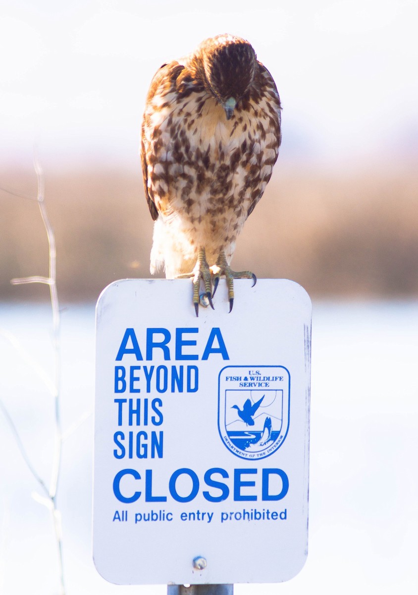 káně rudochvostá - ML646928585