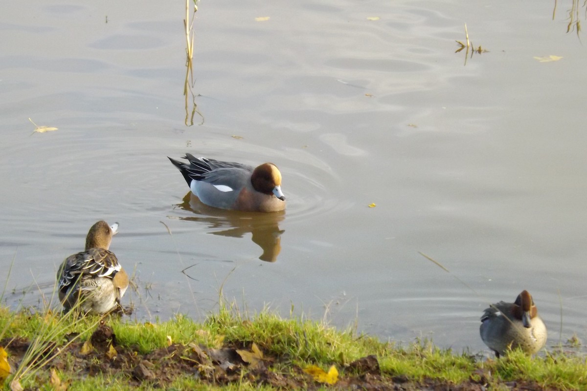 hvízdák eurasijský - ML646928587