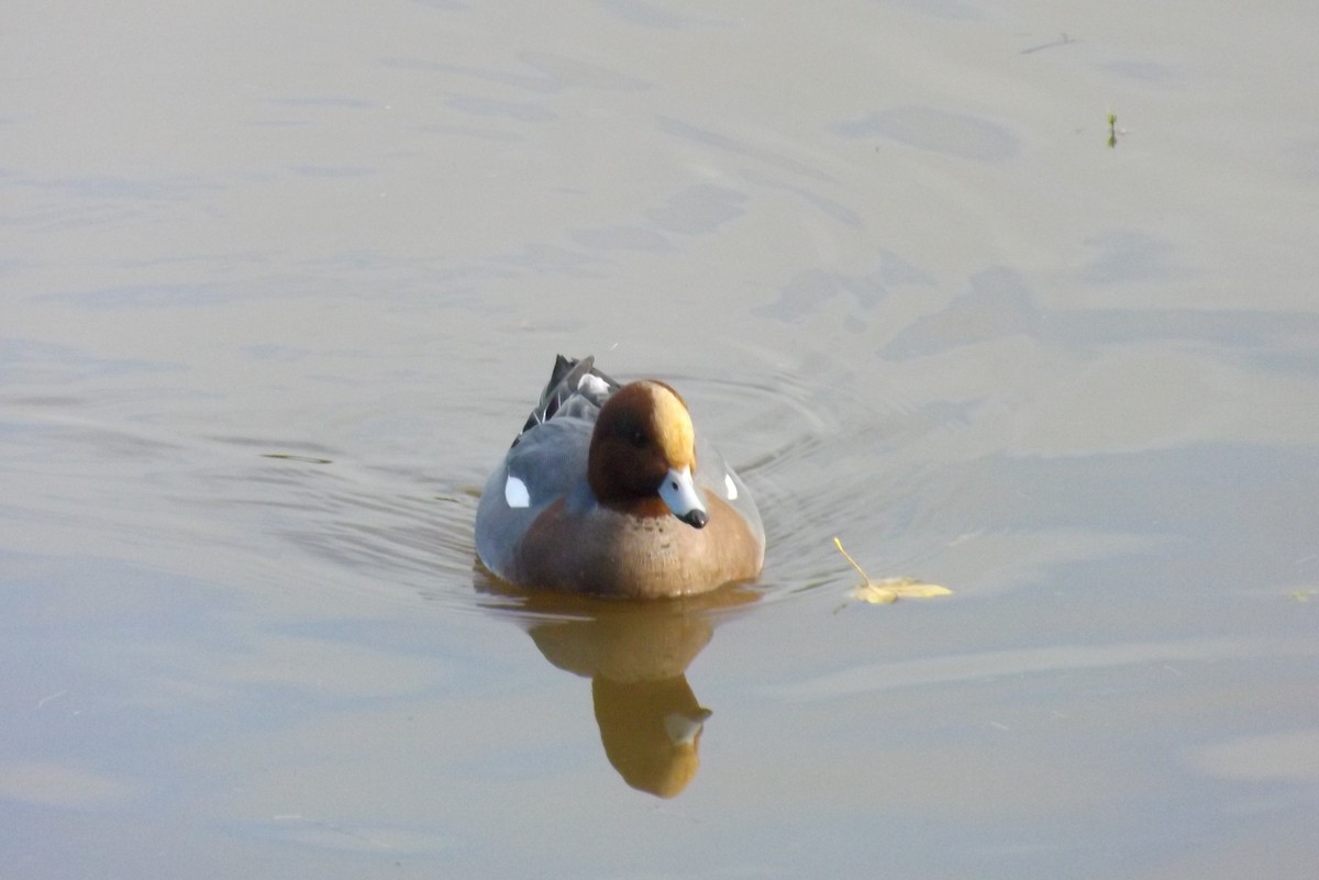 hvízdák eurasijský - ML646928588