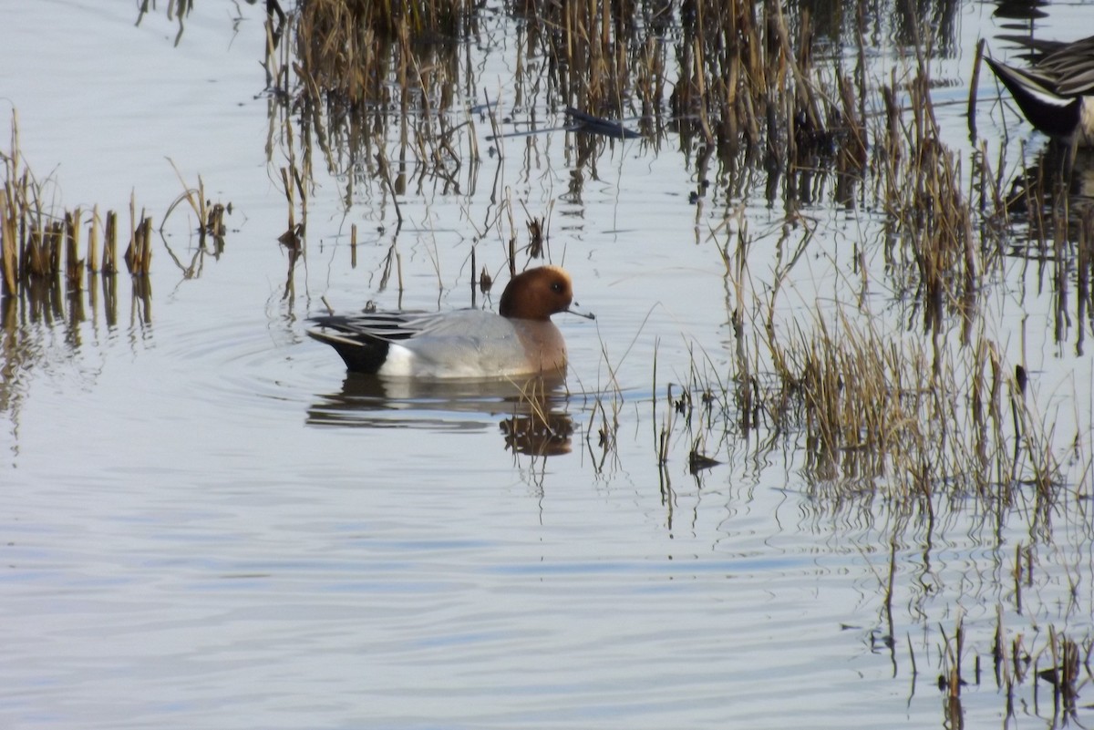 hvízdák eurasijský - ML646928589