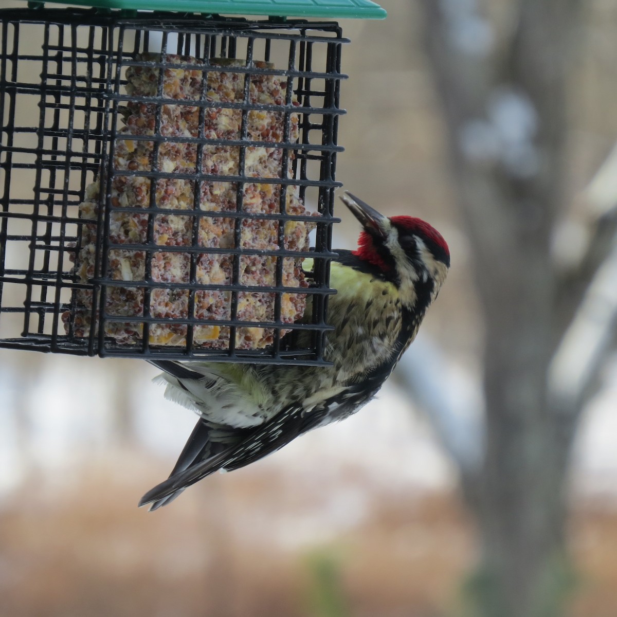 datel rudohrdlý - ML646928590