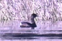 potápka americká - ML646928592