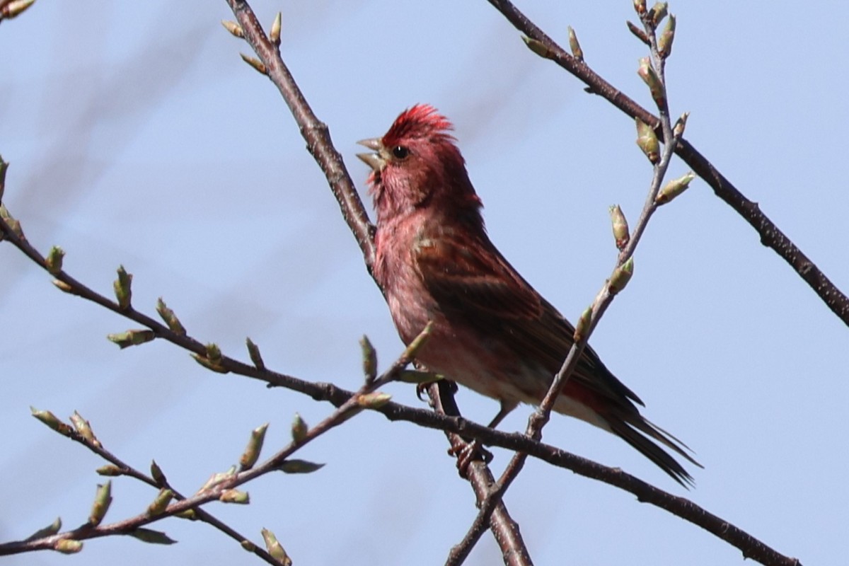 hýl nachový - ML646928593