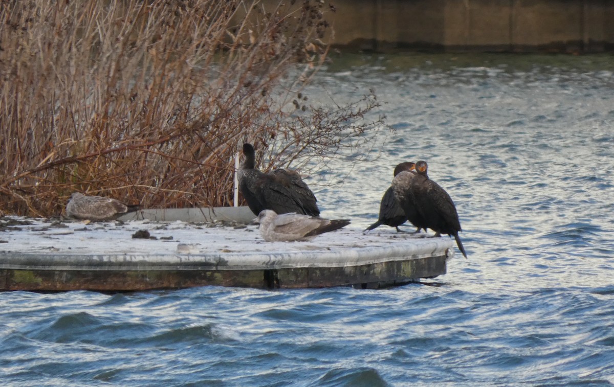 racek americký - ML646928594