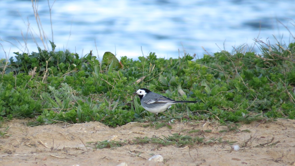 Lavandera Blanca - ML646928601