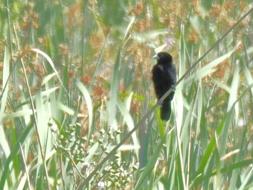 Fan-tailed Widowbird - ML646928616