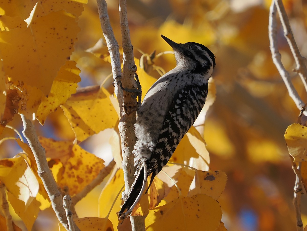 Ladder-backed Woodpecker - ML646928619