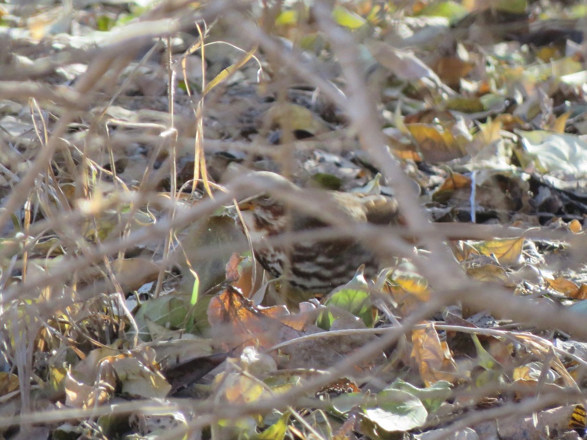 Fox Sparrow - ML646928626