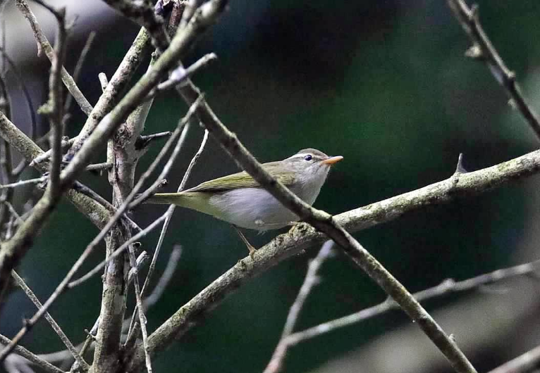 センダイムシクイ - ML646928629